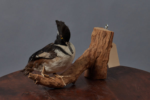 French Mounted Taxidermy Black & White Shore Bird