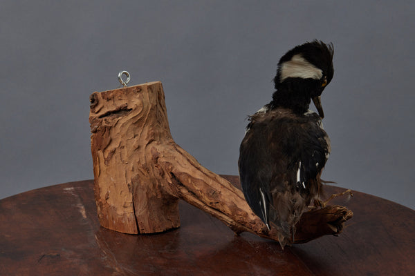 French Mounted Taxidermy Black & White Shore Bird