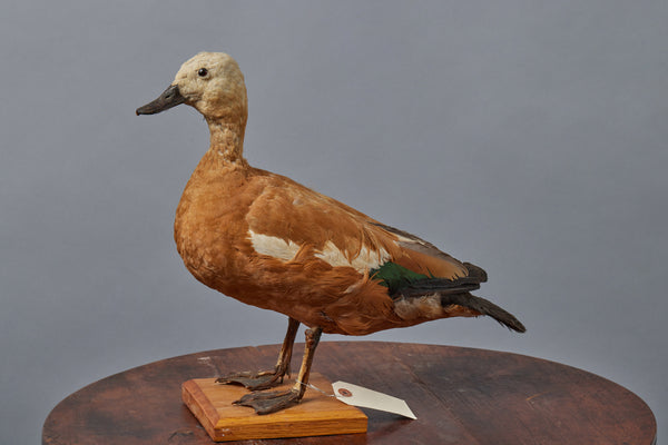 Large Tan & Cream French Sea Duck