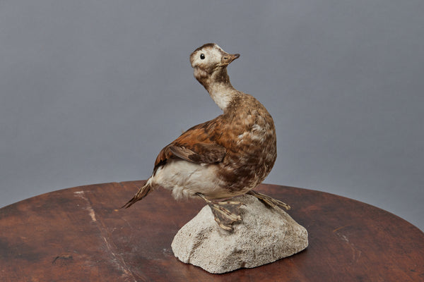 Mounted Tan & Cream French Shore Duck