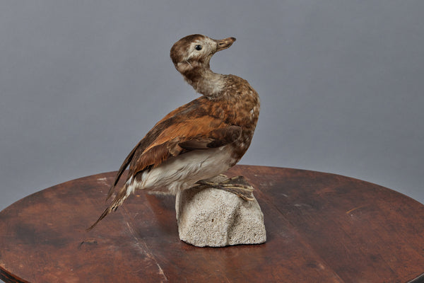 Mounted Tan & Cream French Shore Duck