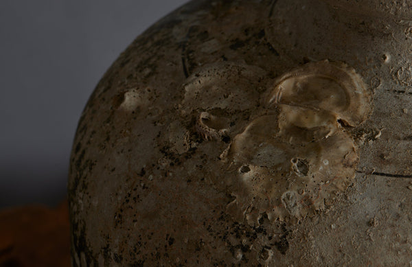 Extra Large Sawankhalok Shipwreck Pot with Oyster Shell Encrustations