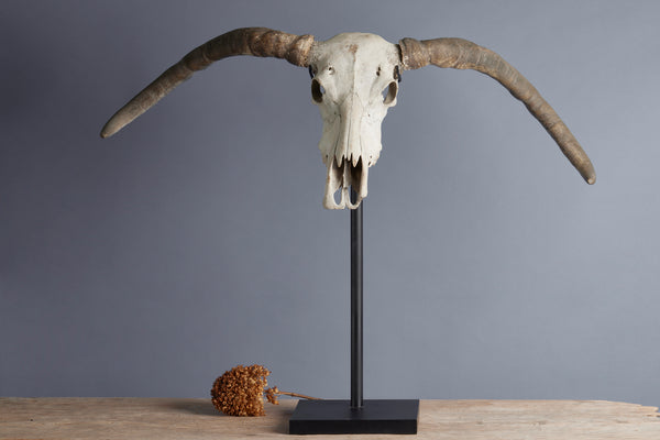 Mounted Water Buffalo Skull from the Island of Flores