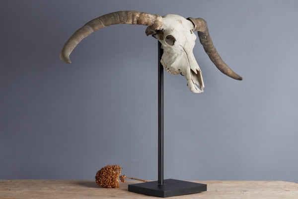 Mounted Water Buffalo Skull from the Island of Flores