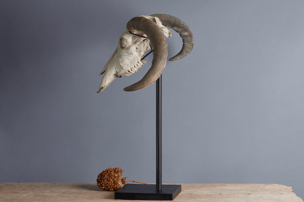 Mounted Water Buffalo Skull from the Island of Flores