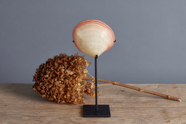 Mounted Polished Pink Clam from Sulawesi
