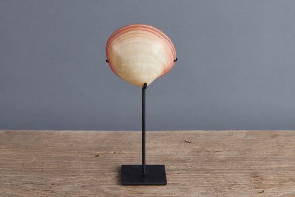 Mounted Polished Pink Clam from Sulawesi