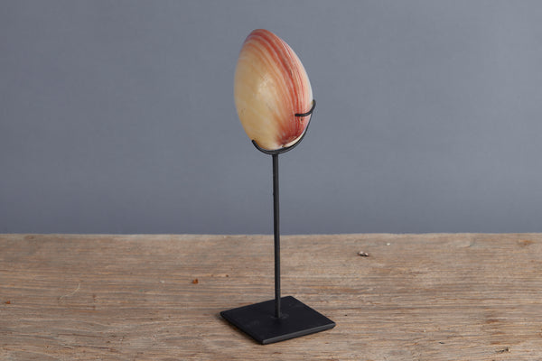 Mounted Polished Pink Clam from Sulawesi
