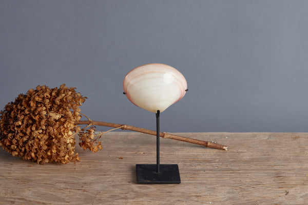 Mounted Polished Pink Clam from Sulawesi