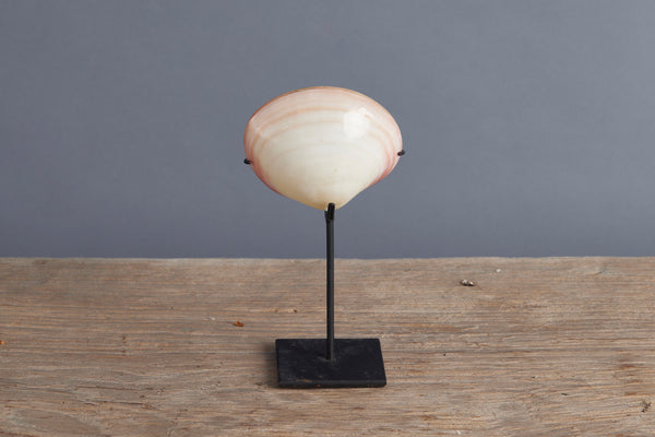 Mounted Polished Pink Clam from Sulawesi