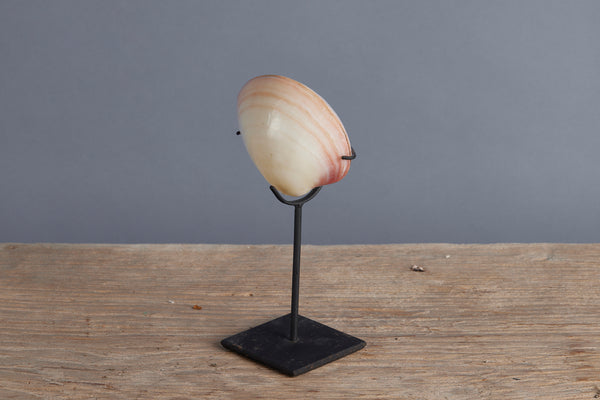 Mounted Polished Pink Clam from Sulawesi