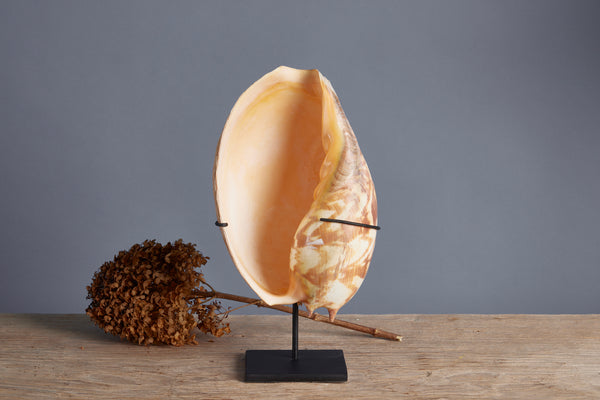 Large Mounted Brown & White Welk