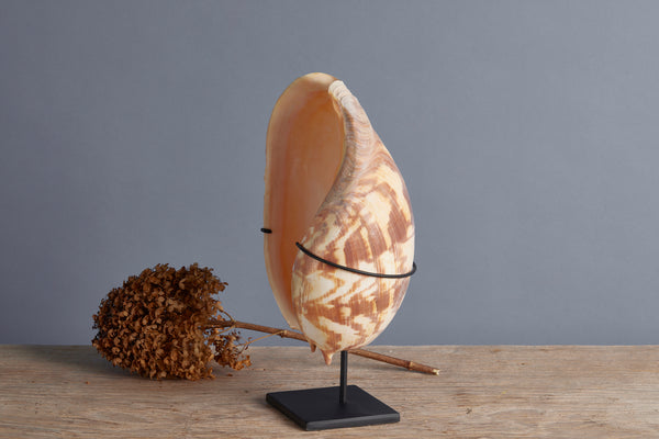 Large Mounted Brown & White Welk