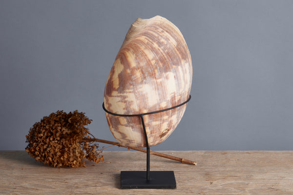 Large Mounted Brown & White Welk