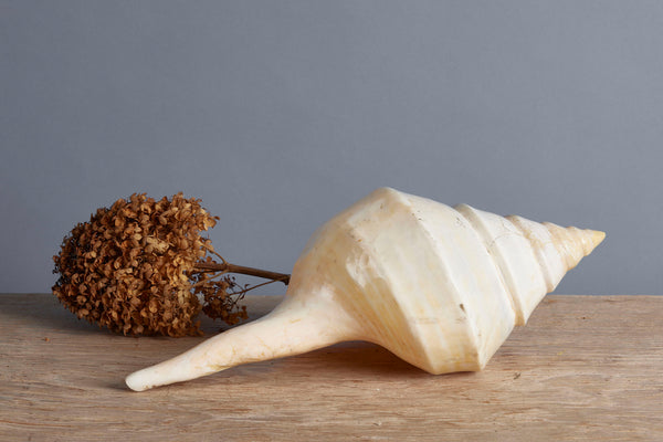 Large Pink Bingo Shell from Indonesia