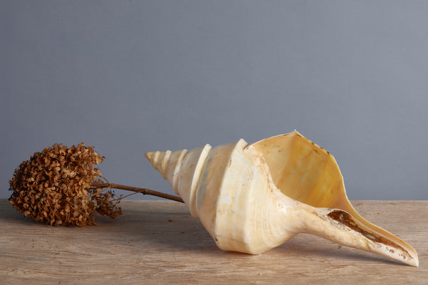 Large Pink Bingo Shell from Indonesia