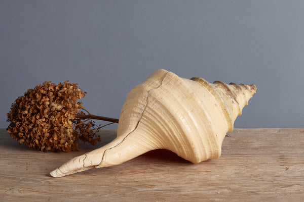 Large Pink Binga Shell from Indonesia