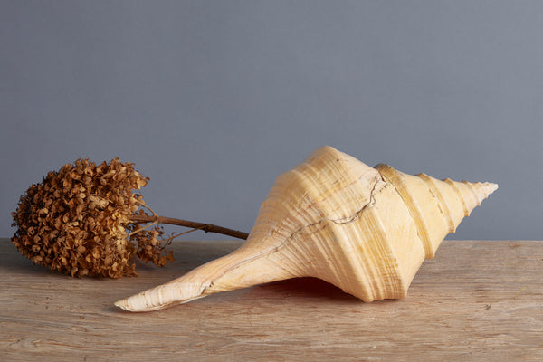 Large Pink Binga Shell from Indonesia