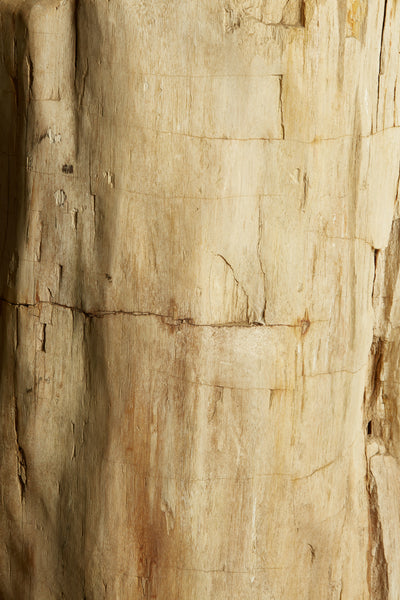 247kg Petrified Log from Borneo