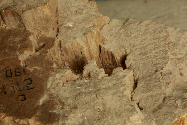 Large Petrified Log from Borneo