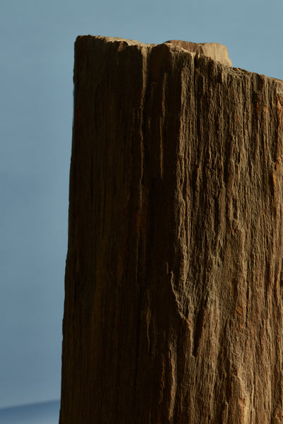 Large Petrified Log from Borneo