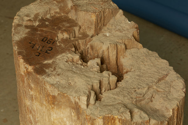 Large Petrified Log from Borneo