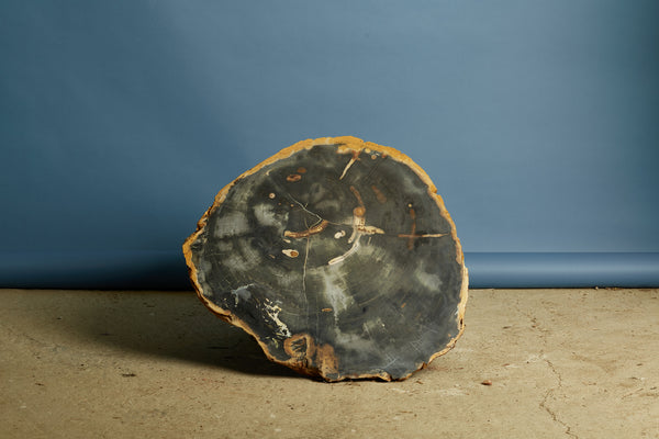 Large Black & Cream Colored Slice of Petrified Wood from Borneo