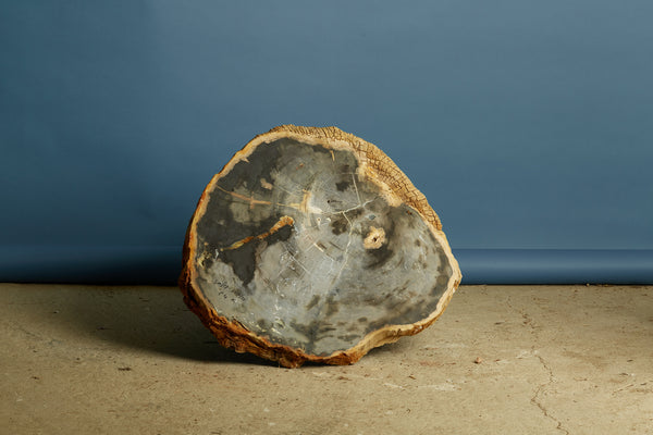 Large Black & Cream Colored Slice of Petrified Wood from Borneo
