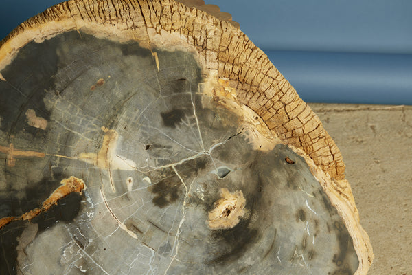 Large Black & Cream Colored Slice of Petrified Wood from Borneo