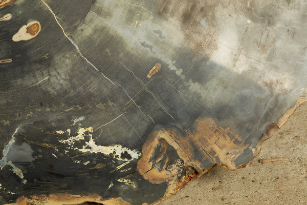 Large Black & Cream Colored Slice of Petrified Wood from Borneo