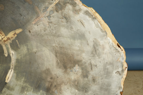 Large Black & Cream Colored Slice of Petrified Wood from Borneo