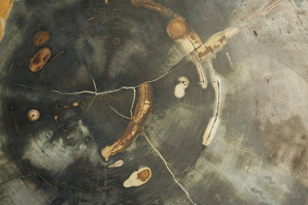 Large Black & Cream Colored Slice of Petrified Wood from Borneo