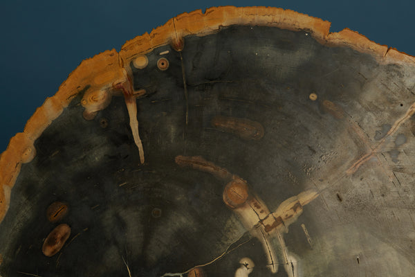 Large Black & Cream Colored Slice of Petrified Wood from Borneo