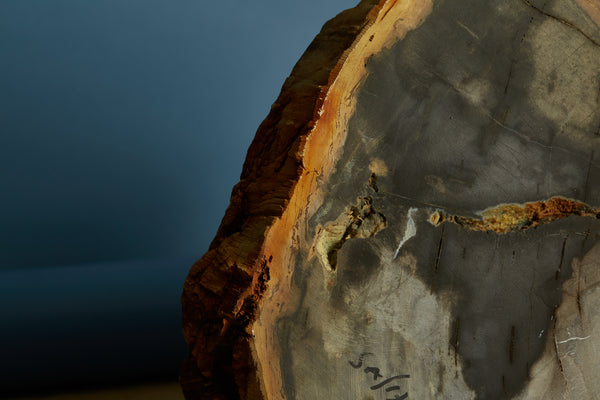 Large Black & Cream Colored Slice of Petrified Wood from Borneo