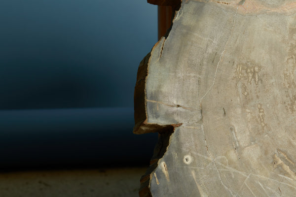 Large Black & Cream Colored Slice of Petrified Wood from Borneo