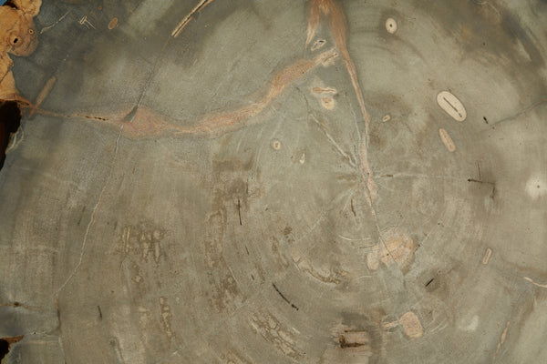 Large Black & Cream Colored Slice of Petrified Wood from Borneo