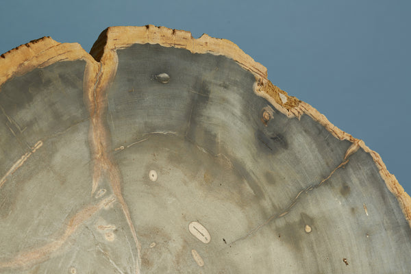 Large Black & Cream Colored Slice of Petrified Wood from Borneo