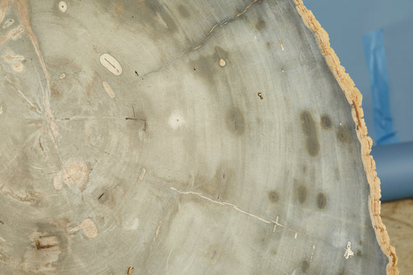 Large Black & Cream Colored Slice of Petrified Wood from Borneo