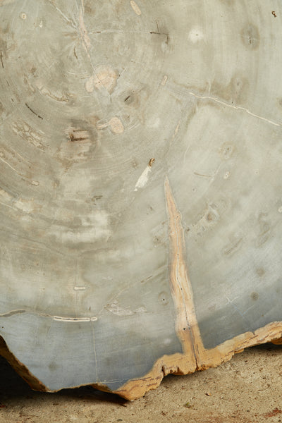 Large Black & Cream Colored Slice of Petrified Wood from Borneo