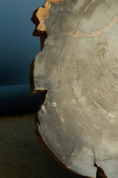 Large Black & Cream Colored Slice of Petrified Wood from Borneo