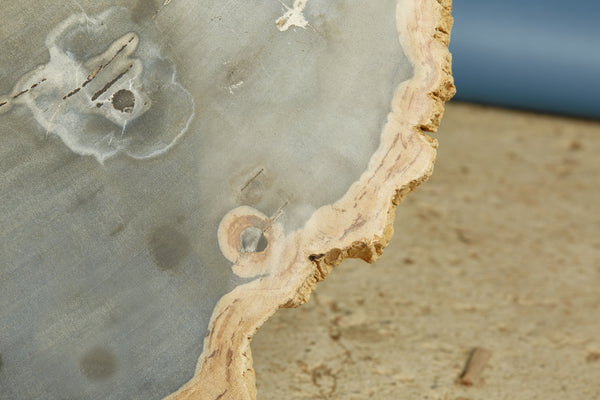 Large Black & Cream Colored Slice of Petrified Wood from Borneo