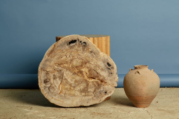 Beige Colored Slice of Petrified Wood from Borneo