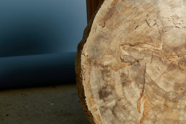 Beige Colored Slice of Petrified Wood from Borneo