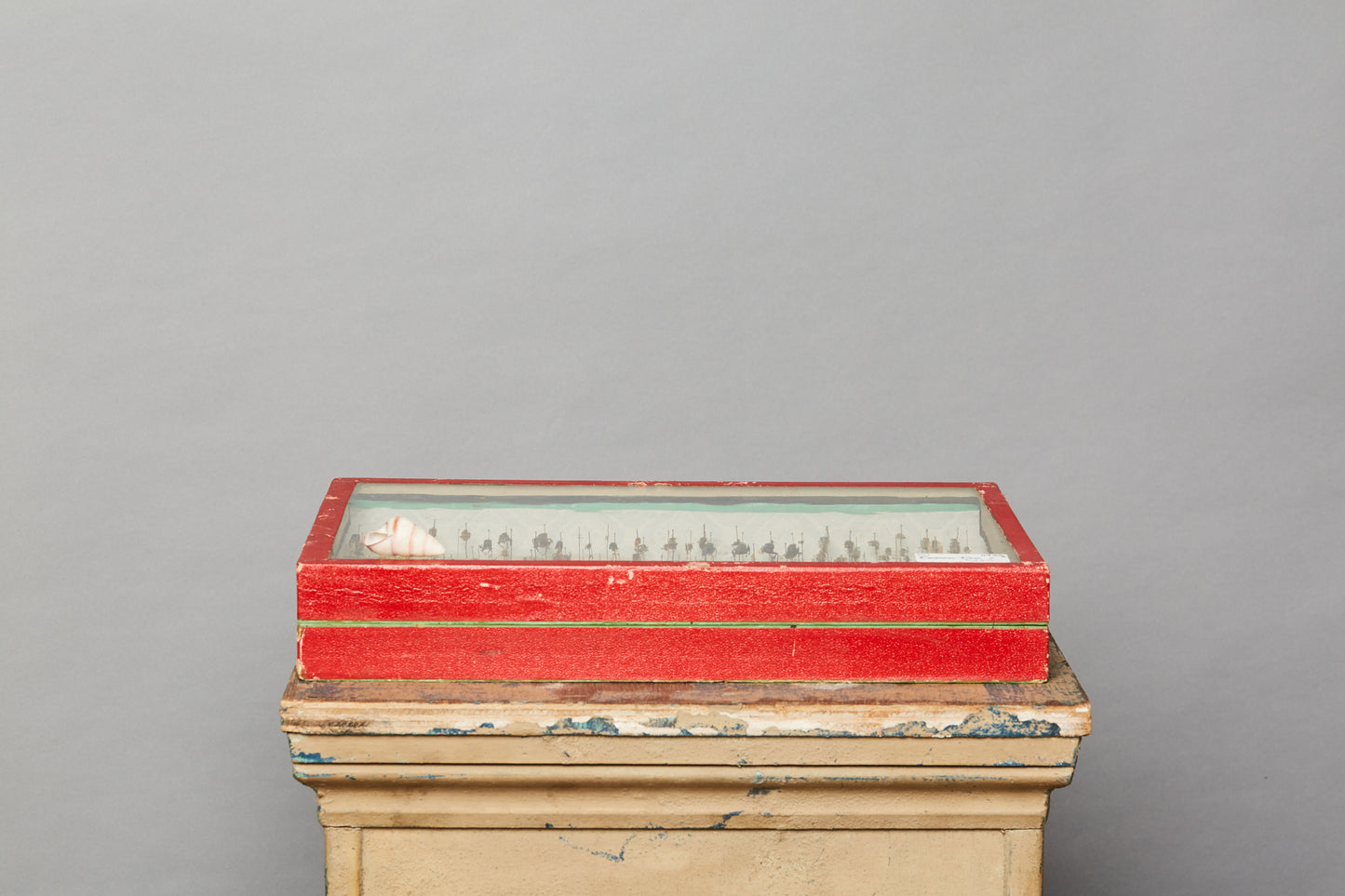 French Beetle Collection from Avignon