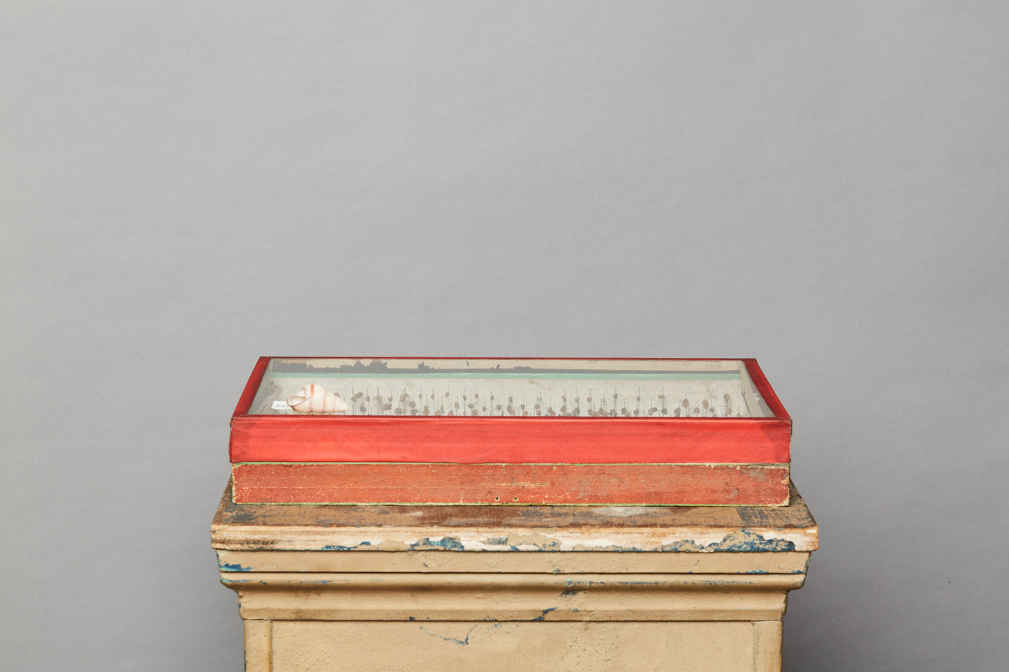 French Beetle Collection from Avignon