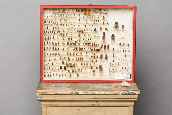 French Beetle Collection from Avignon