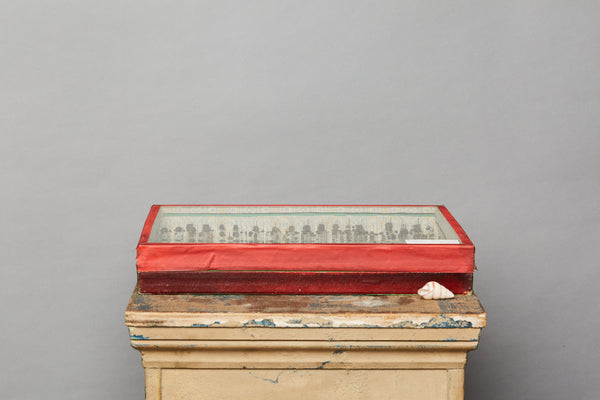 French Beetle Collection from Avignon