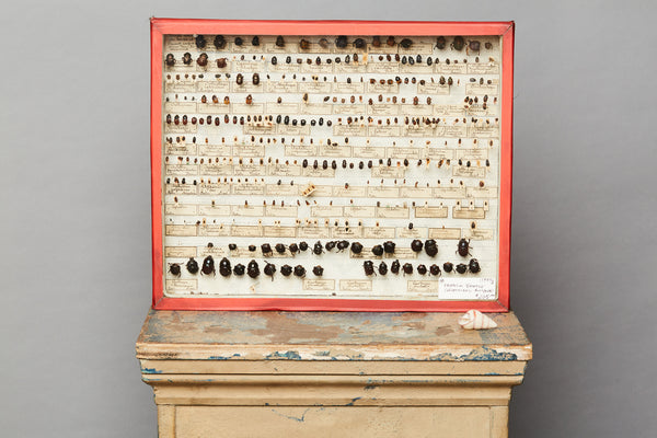 French Beetle Collection from Avignon