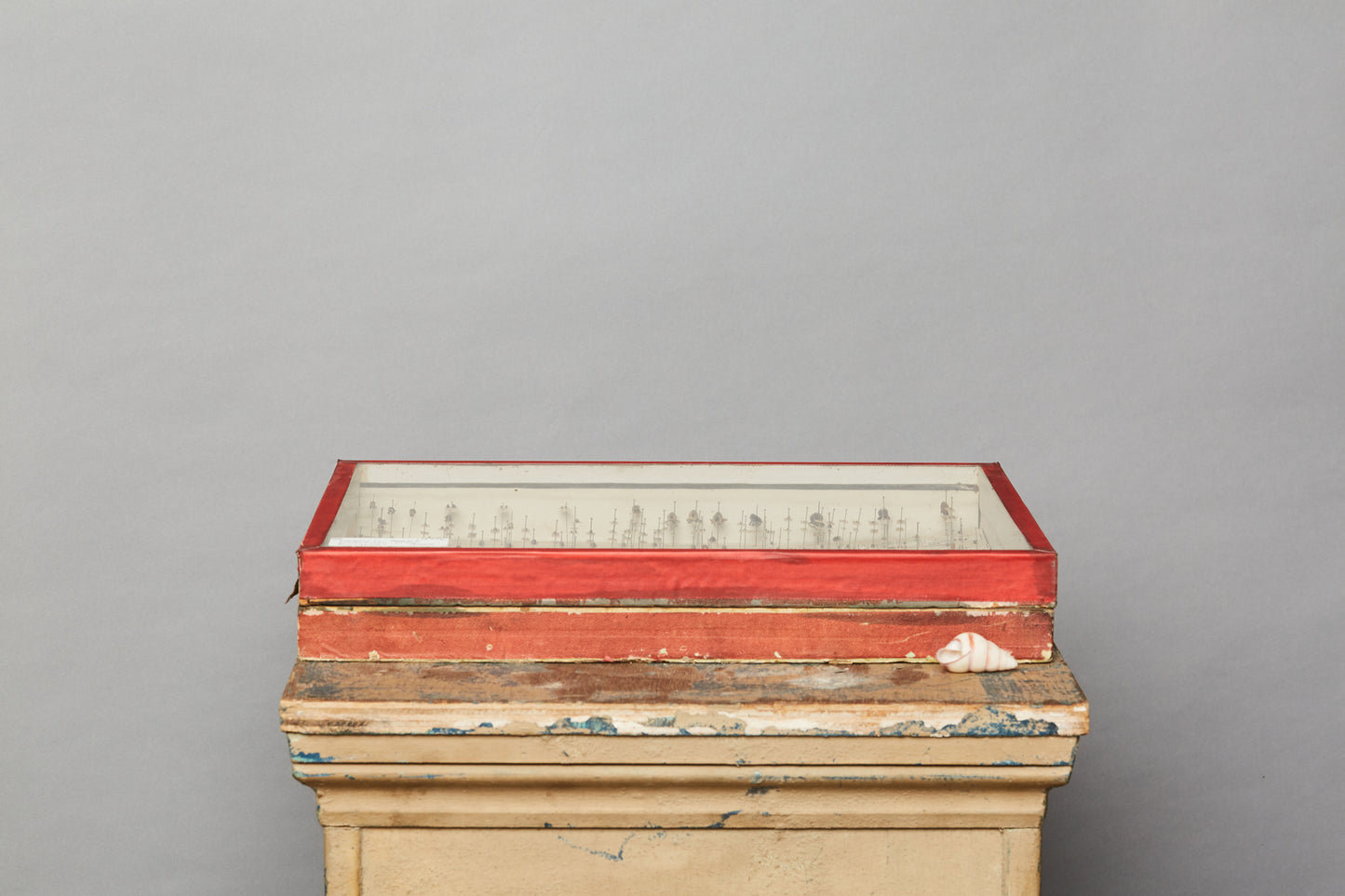 French Beetle Collection from Avignon