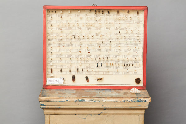 French Beetle Collection from Avignon